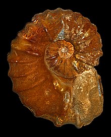 Acanthoceras cenomanense 01.jpg