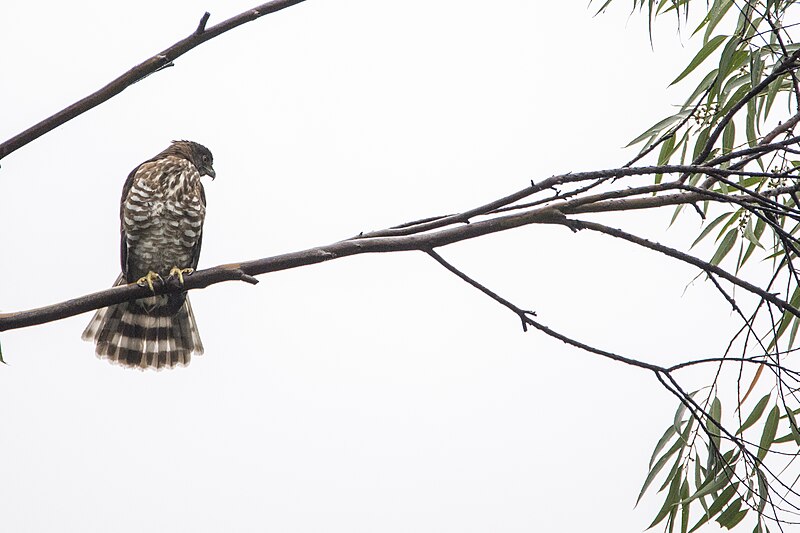 File:Accipiter virgatus fuscipectus (37713861891).jpg