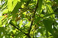 Flowers of Ussuri maple