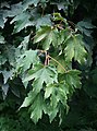 Kaukasus-Ahorn (Acer trautvetteri)