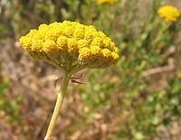 Achillea ageratum