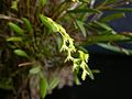 Acianthera caldensis habitus