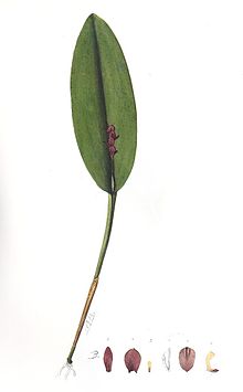 Acianthera tristis.jpg