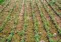 Deutsch: Ackerbohnen-Direktsaat, Kanton Bern, Schweiz English: Field bean, no-till farming, canton of Bern, Switzerland