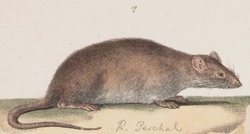 Acomys perchal - 1700-1880 - Print - Iconographia Zoologica - Special Collections University of Amsterdam - UBA01 IZ20500099 (cropped).tif
