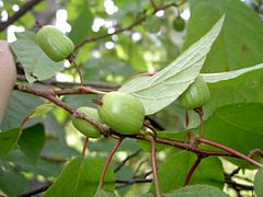 Actinidia kolomikta b.JPG