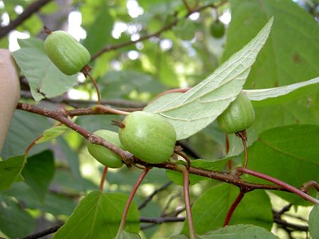 Tập_tin:Actinidia_kolomikta_b.JPG