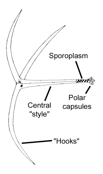 Fájl:Actinomyxon.png