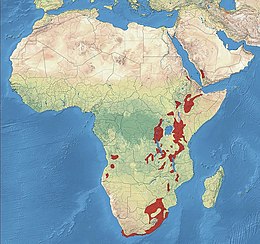African Olive Pigeon Distribution.jpg