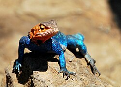 Agama, гмизавац