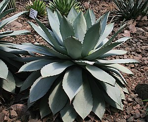 Agave potatorum Liberec 1.jpg