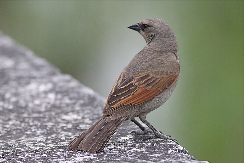 File:Agelaioides badius -Buenos Aires, Argentina-8.jpg