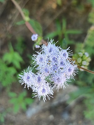 Τα άνθη του είδους Ageratum corymbosum