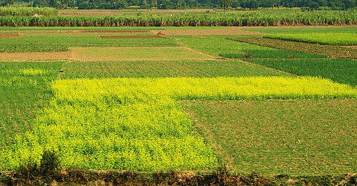 Mustard and sugarcane field