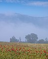 * Nomination Landscape near the village of Alaitza. Common poppy on a cereal field, fog and the Iturrieta mountain range. Álava, Basque Country, Spain --Basotxerri 19:27, 16 June 2018 (UTC) * Promotion Nice.--Famberhorst 04:57, 17 June 2018 (UTC)