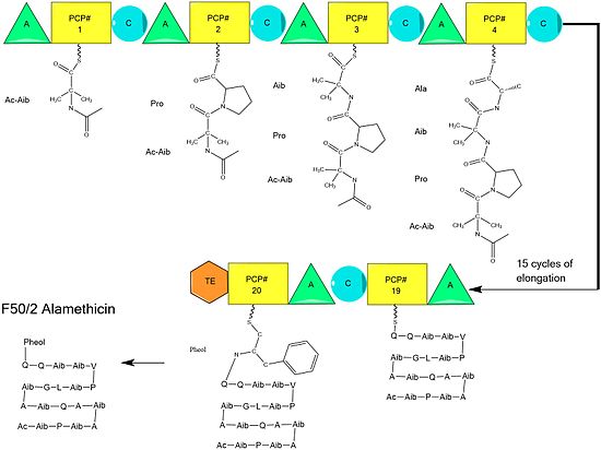 A diagram of the individual modules and elongation of alamethicin biosynthesis. The growing peptide chain is shown for each module, ending in the cleavage of the thioester and generation of linear alamethicin. Ac=Acetyl Aib=Aminoisobutyric acid Pheol=Phenylalaninol. Module components: A=Adenylylation PCP= Peptidyl Carrier Protein C=Condensation Alamethicinbiosynth corrected2.jpg