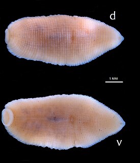 Alboglossiphonia buniana со спинной (d) и брюшной (v) стороны