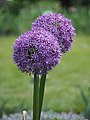 Allium 'Gladiator', Czosnek 'Gladiator', 2017-05-21