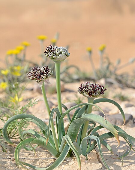 Tập_tin:Allium_rothii_3.jpg