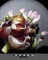 Allium sativum sl11.jpg