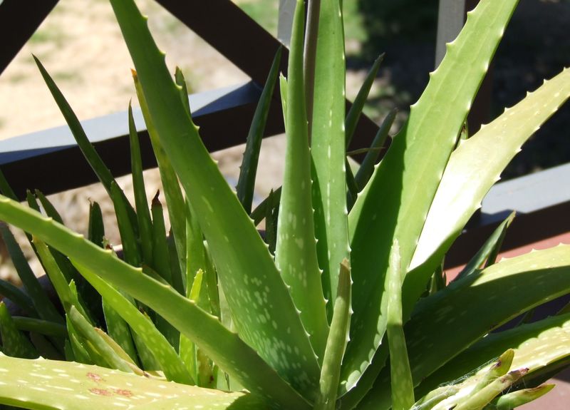 File:Aloe Vera.jpg