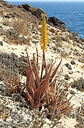 Aloe vera, Habitus