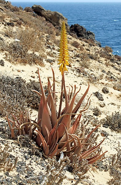 File:Aloe vera Lanzarote.jpg