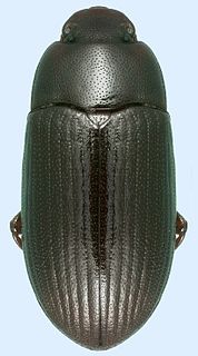 <i>Alphitobius diaperinus</i> Species of beetle