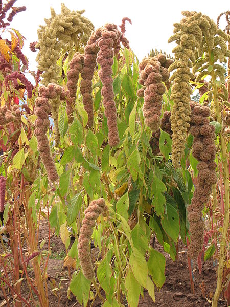 File:Amaranthus caudatus kiwicha.jpg