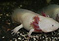 Ambystoma mexicanum in Batu Secret Zoo, Indonesia.jpg