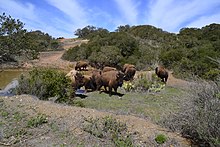 American Bison (Bison bison), Catalina American Bison (Bison bison) Catalina (2) 04.jpg