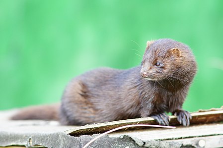 American mink geograph.co.uk 2083077.jpg