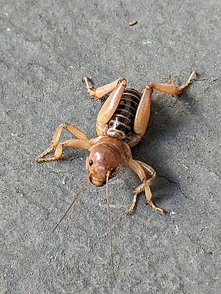 <i>Ammopelmatus pictus</i> Species of cricket-like animal