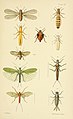 An elementary manual of New Zealand entomology (Plate XVI) (6955771435).jpg