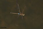 Anax ephippiger – Männchen