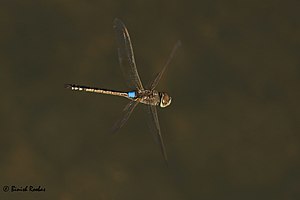 Anax ephippiger male from United Arab Emirates