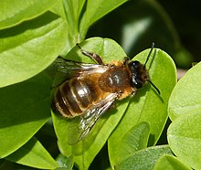 Femelle d'Andrena nigroaenea que mime O. spegodes.