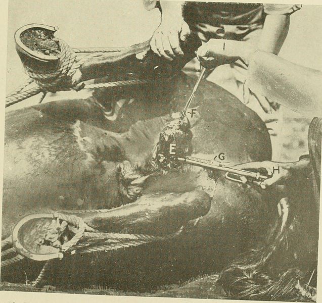 File:Animal castration, a book for the use of students and practitioners; (1914) (14761501124).jpg