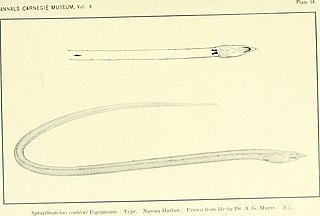 <span class="mw-page-title-main">Surf eel</span> Species of fish
