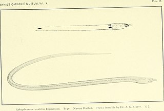 Surf eel Species of fish