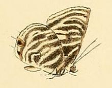 Anthene lychnides2.JPG