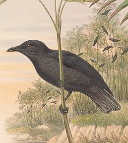Aplonis feadensis - The Birds of New Guinea (cropped).jpg