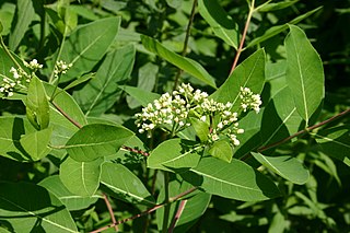 <i>Apocynum cannabinum</i> species of plant