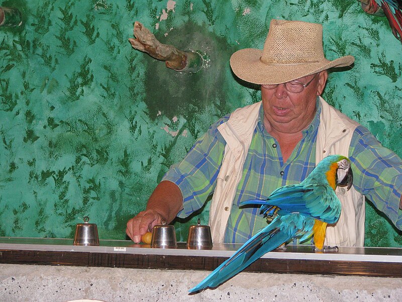 File:Ara ararauna -Guinate Tropical Bird Park, Lanzarote, Canary Islands, Spain -parrot show-8.jpg