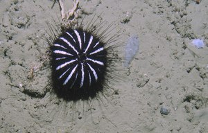 Araeosoma thetidis insitu.tif