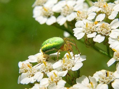 Araniella cucurbitina