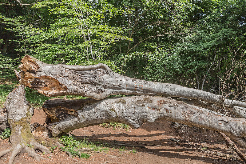 File:Arbre gravé - 140.jpg