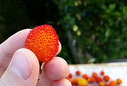 Arbutus unedo fruit close-up.jpg