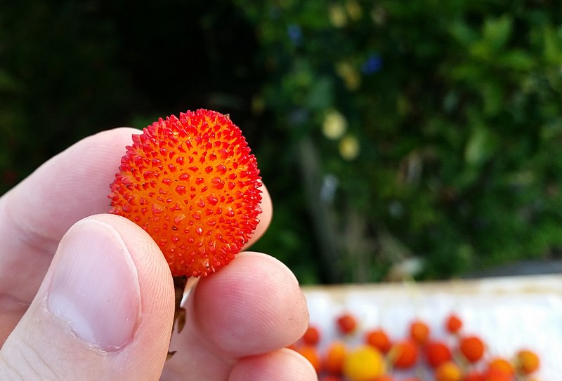 File:Arbutus unedo fruit close-up.jpg