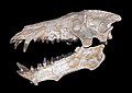 * Nomination Cranium of Archaeotherium mortoni --Llez 03:39, 18 December 2010 (UTC) * Promotion Good. -- Rama 13:49, 19 December 2010 (UTC)